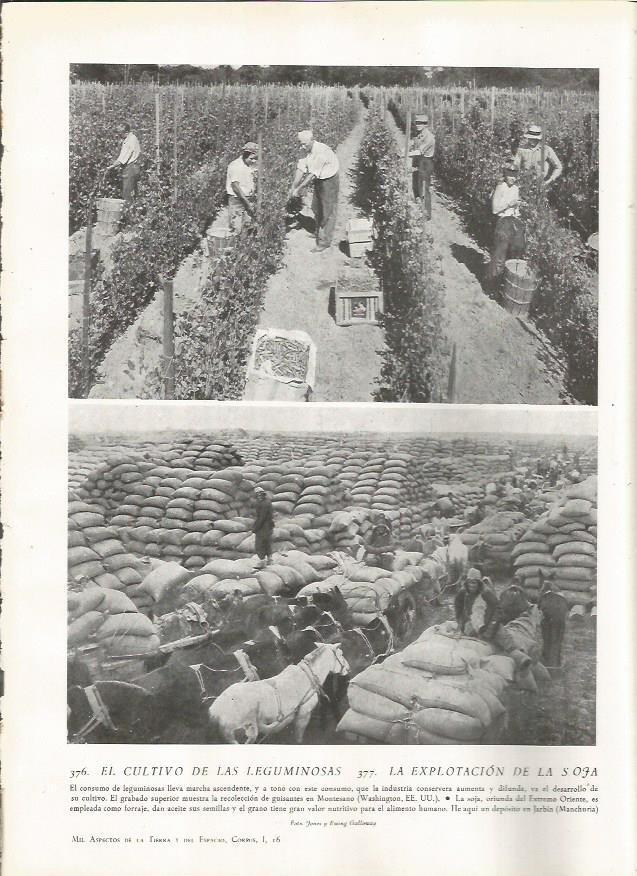 LAMINA 22868: Recoleccion de guisantes en Montesano, Estados Unidos