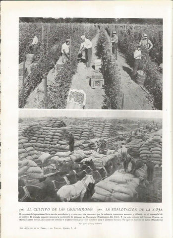 LAMINA 22868: Recoleccion de guisantes en Montesano, Estados Unidos