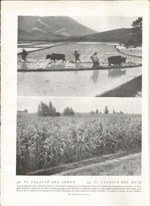 LAMINA 22867: Cultivo del arroz y del maiz