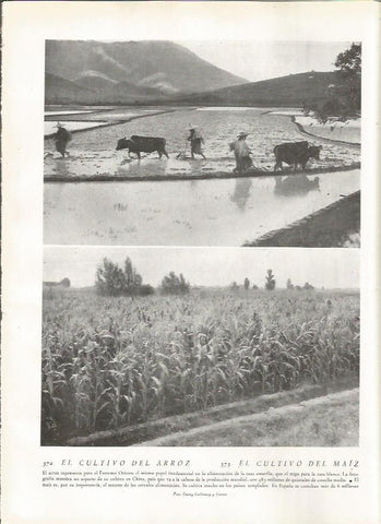 LAMINA 22867: Cultivo del arroz y del maiz