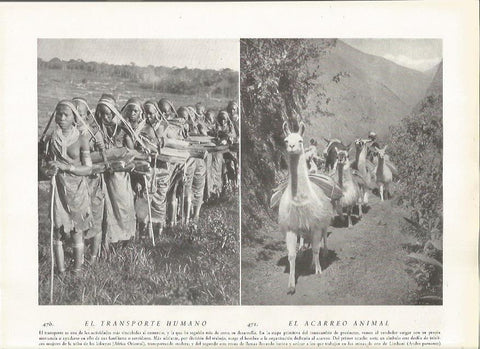 LAMINA 22897: Tribu Kikuyo de Africa y llamas en los Andes de Peru