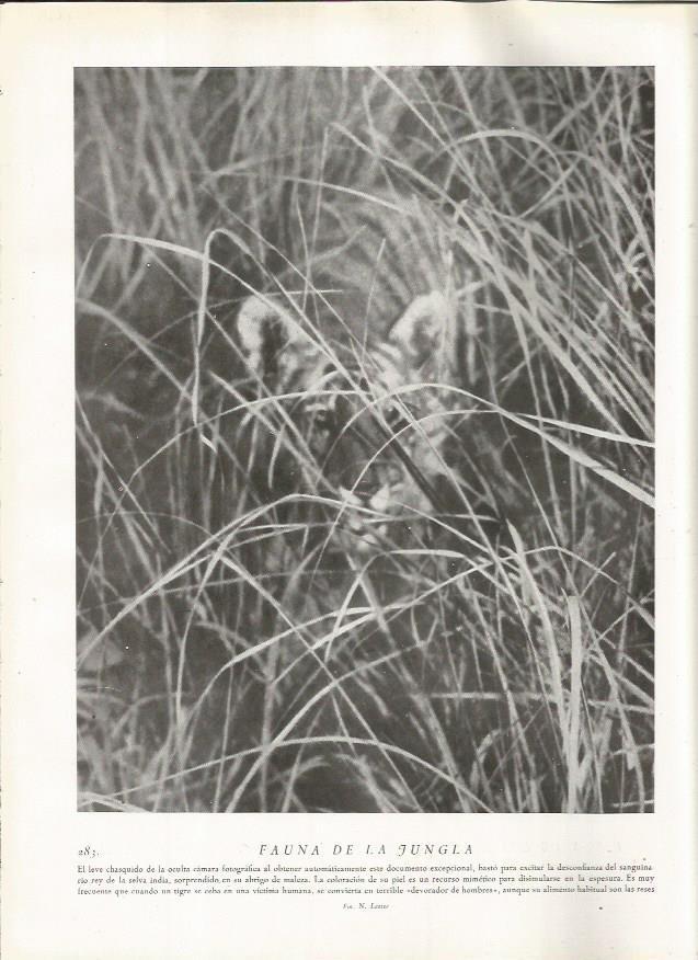 LAMINA 22841: Tigre