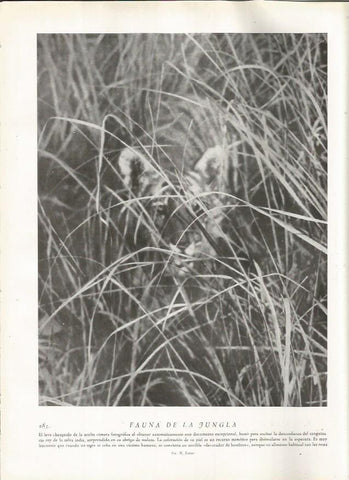 LAMINA 22841: Tigre