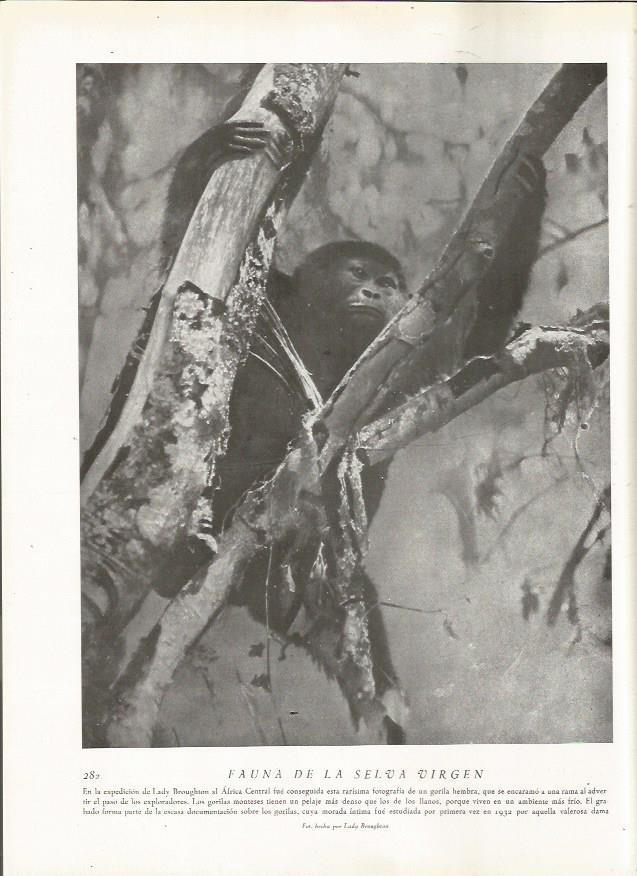 LAMINA 22840: Gorila hembra