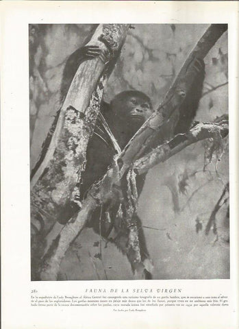LAMINA 22840: Gorila hembra