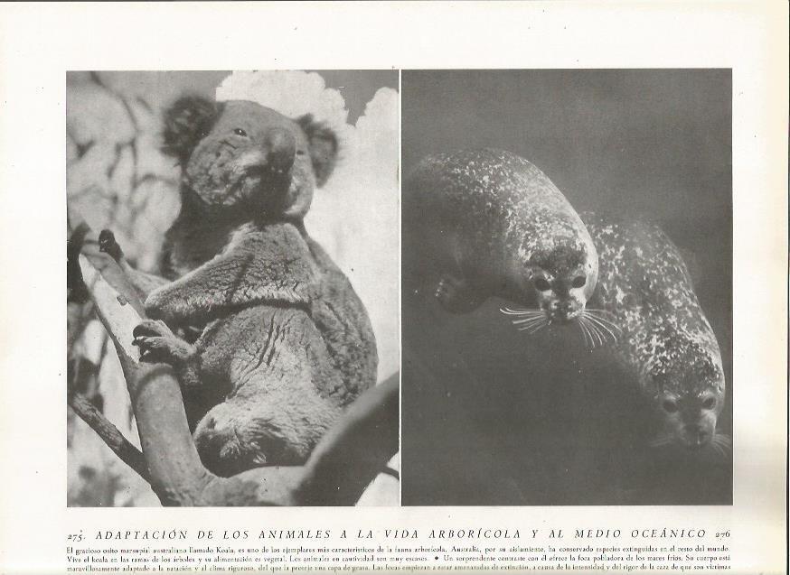 LAMINA 22838: Koala y foca