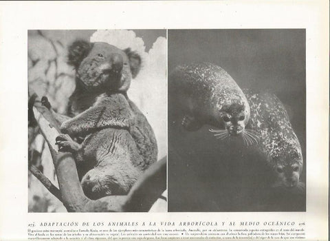 LAMINA 22838: Koala y foca