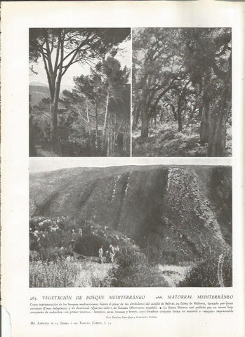 LAMINA 22836: Bosques mediterraneos