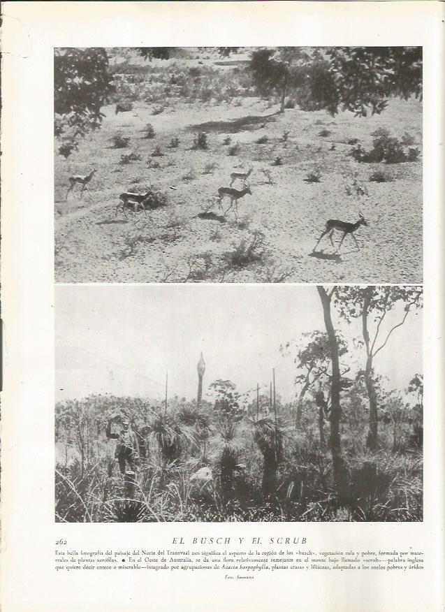 LAMINA 22835: Norte del Transvaal y Oeste de Australia