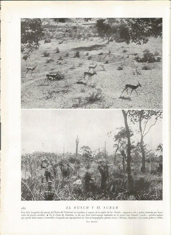 LAMINA 22835: Norte del Transvaal y Oeste de Australia