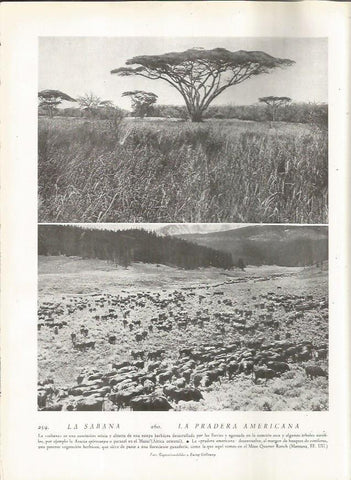LAMINA 22834: Sabana africana y el Mine Quarter Ranch, Estados Unidos