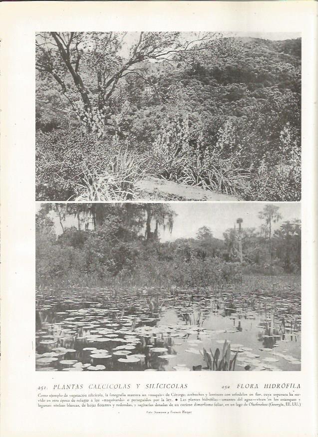 LAMINA 22832: Lago de Okefinokee, Estados Unidos