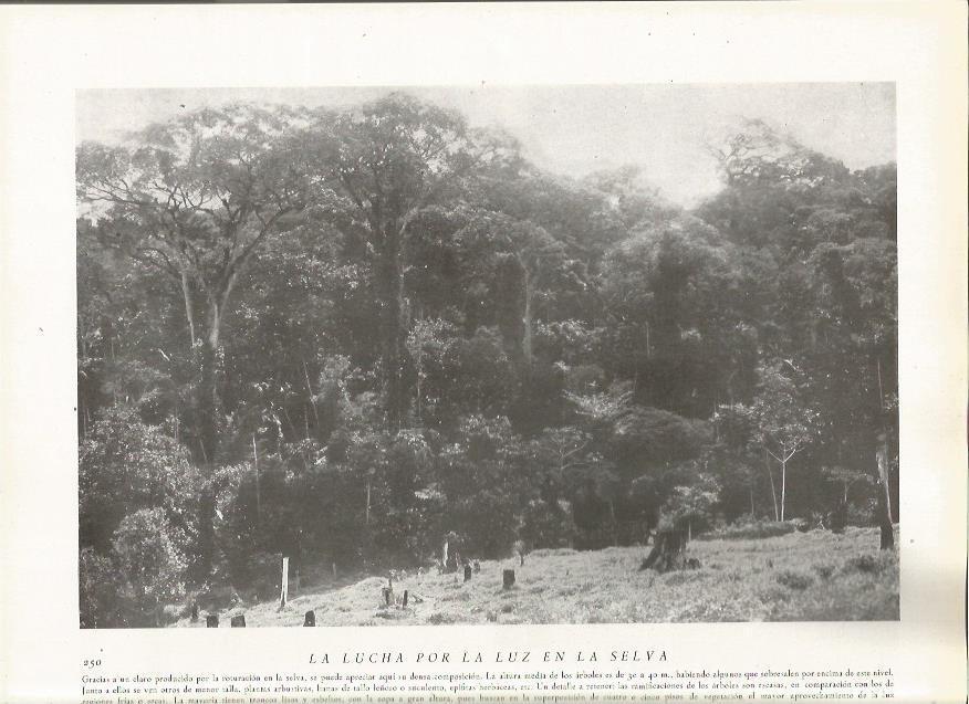 LAMINA 22831: Selva de Brasil