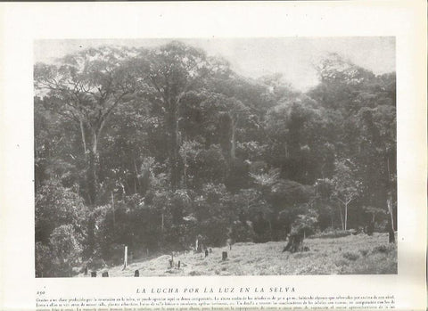 LAMINA 22831: Selva de Brasil