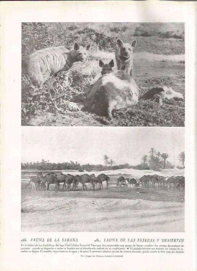 LAMINA 22842: Hienas y camellos