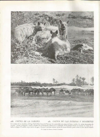 LAMINA 22842: Hienas y camellos