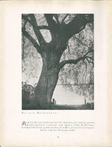 LAMINA 22644: Alto Beidenbaum, Alemania