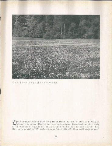 LAMINA 22652: Campos de flores en Alemania