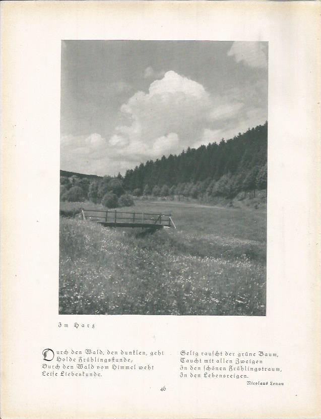 LAMINA 22657: Bosques en el Harz, Alemania