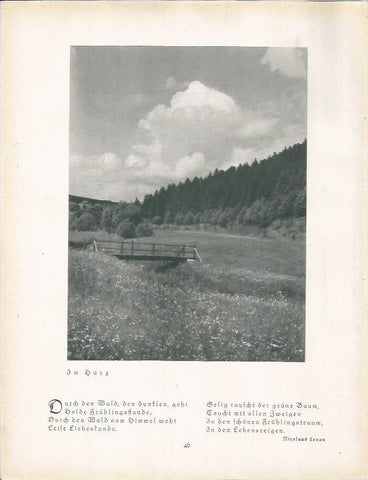 LAMINA 22657: Bosques en el Harz, Alemania