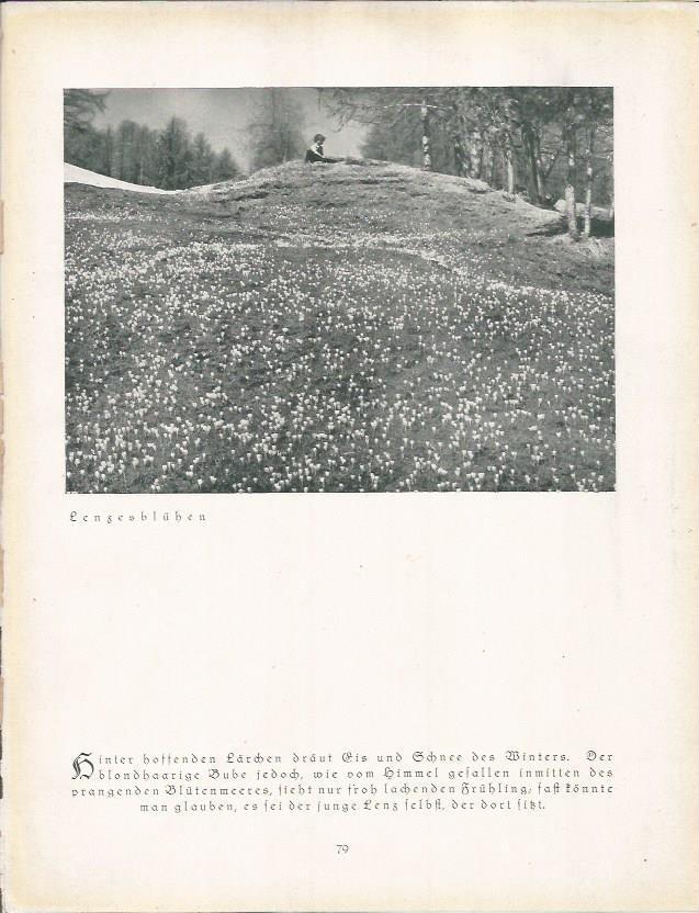 LAMINA 22674: Lenzesbluhen, Alemania