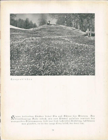LAMINA 22674: Lenzesbluhen, Alemania