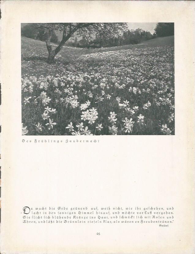 LAMINA 22682: Flores silvestres en Alemania