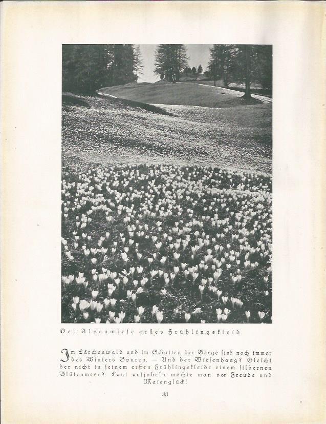 LAMINA 22678: Campos en Alemania