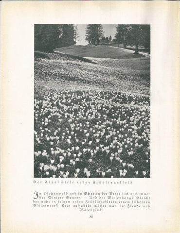 LAMINA 22678: Campos en Alemania