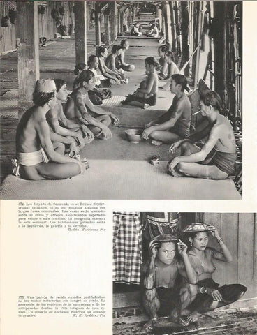 LAMINA 26412: Los Dayaks de Sarawak