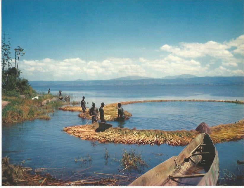 LAMINA 26397: Pescando con red en el Lago Victoria