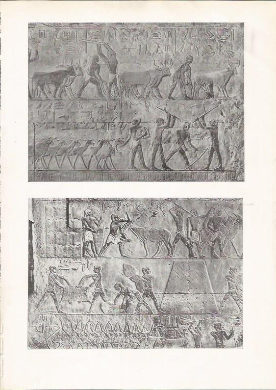 LAMINA HISTORIA 26152: Bajorrelieves de Egipto