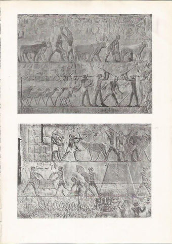 LAMINA HISTORIA 26152: Bajorrelieves de Egipto
