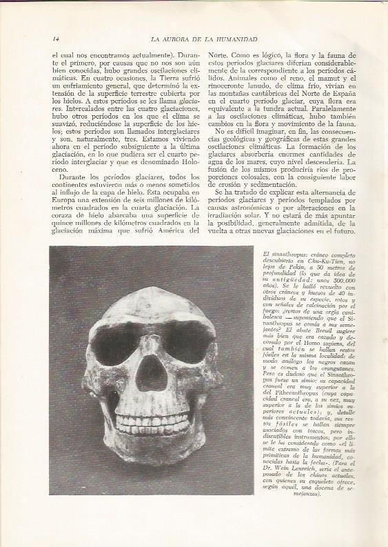 LAMINA HISTORIA 26141: Craneo de Sinanthropus