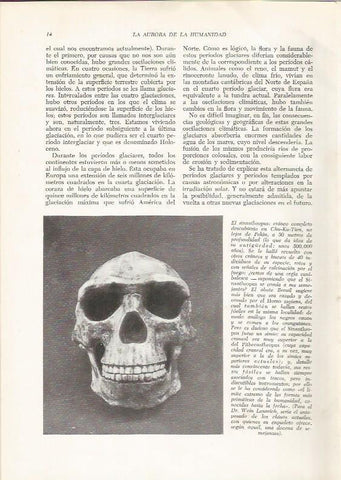 LAMINA HISTORIA 26141: Craneo de Sinanthropus