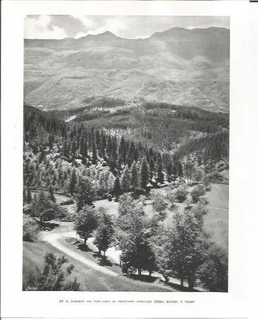 LAMINA 26483: Bosque en el interior del Pais Vasco