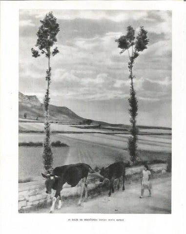 LAMINA 26495: Afueras de Berguenda