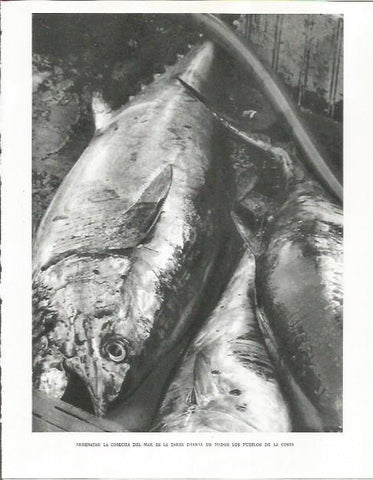 LAMINA 26698: Pescados