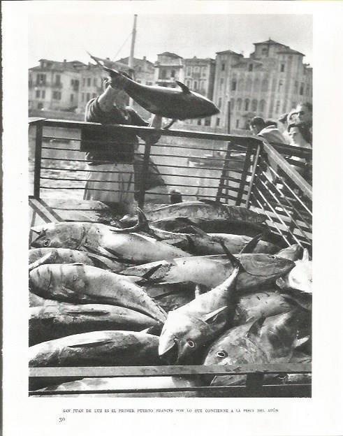 LAMINA 26663: Pesca de atun en San Juan de la Luz