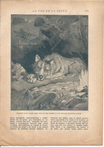 LAMINA 27170: La voz de la selva, ilustracion de Llaverias
