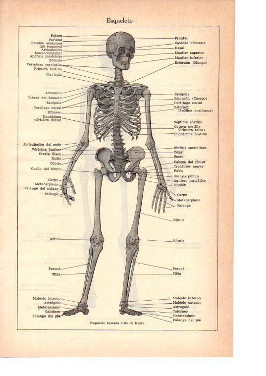 LAMINA 39065: Esqueleto humano