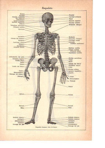 LAMINA 39065: Esqueleto humano