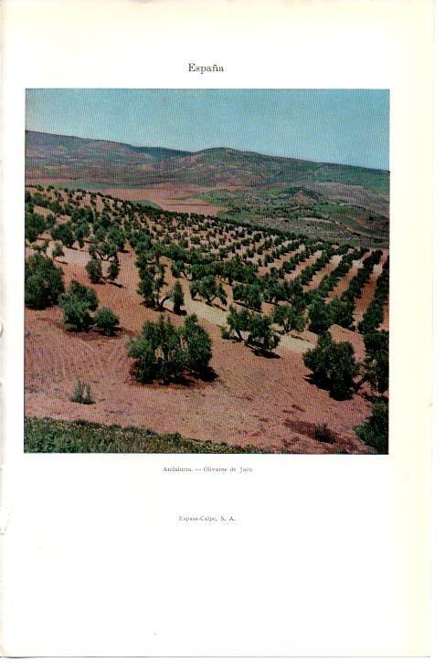 LAMINA 39006: Olivares de Jaen