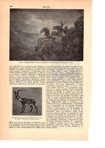 LAMINA 39004: Lobos en Sierra Leona, por Luis Aldehuela