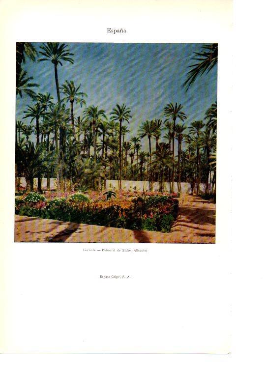 LAMINA 39021: Palmeral de Elche, Alicante