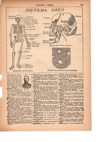 LAMINA 39171: Sistema oseo del ser humano