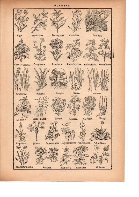 LAMINA 39197: Tipos de plantas