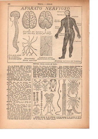 LAMINA 39155: Aparato nervioso del ser humano