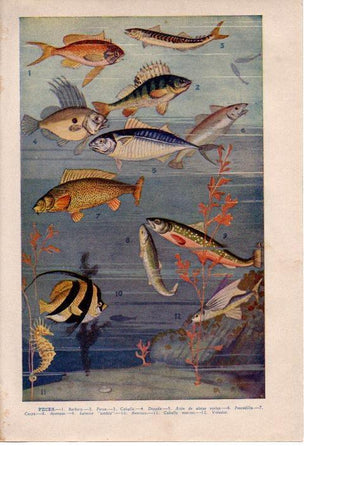 LAMINA 39193: Peces
