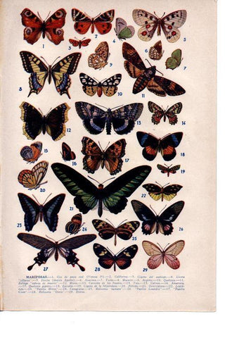 LAMINA 39116: Mariposas
